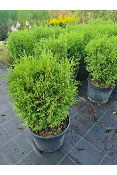 Туя західна Літл Джем - 3л/вис.20-25см/Ø15-20см